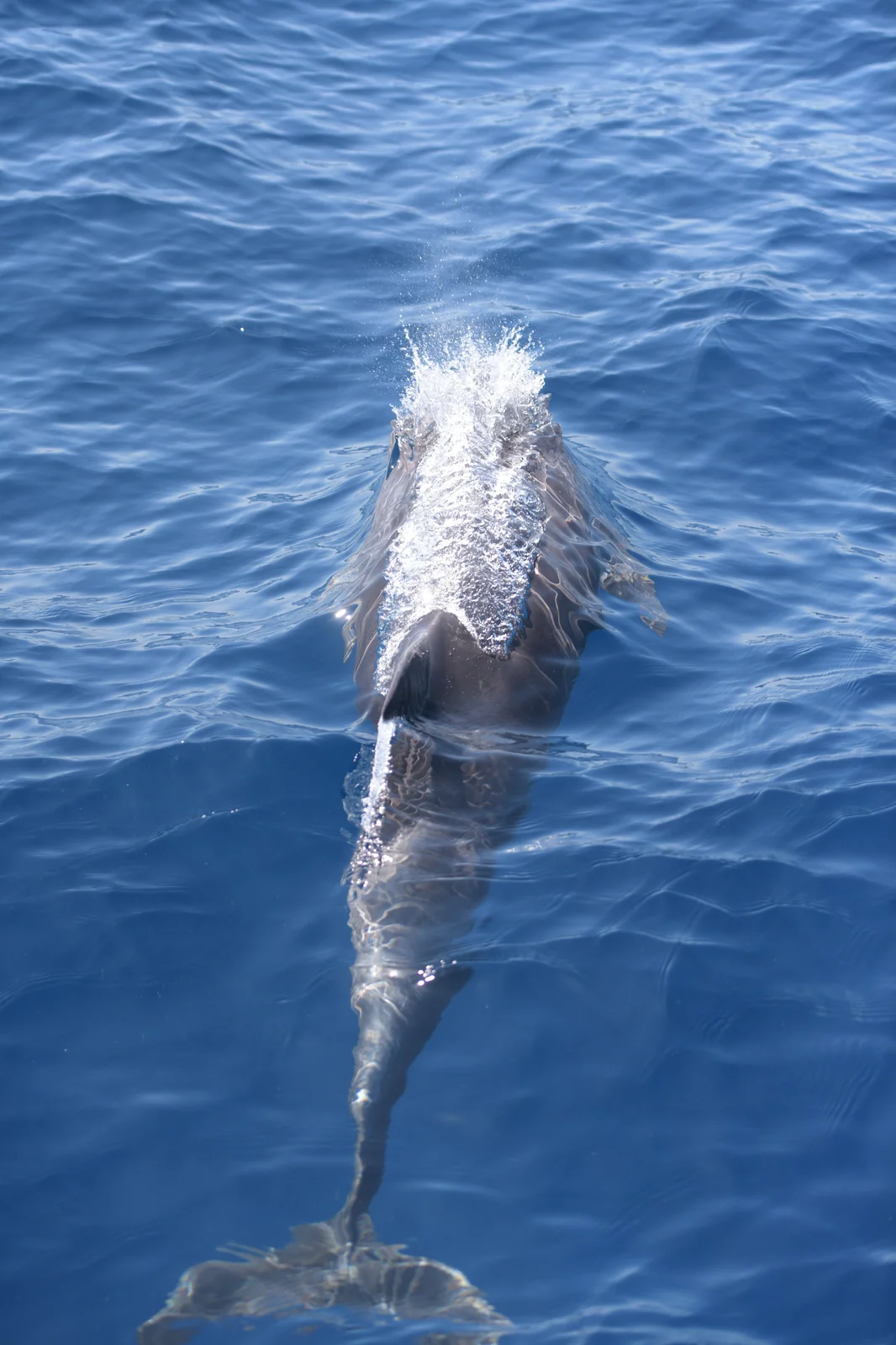 Dolphin riding at the bow