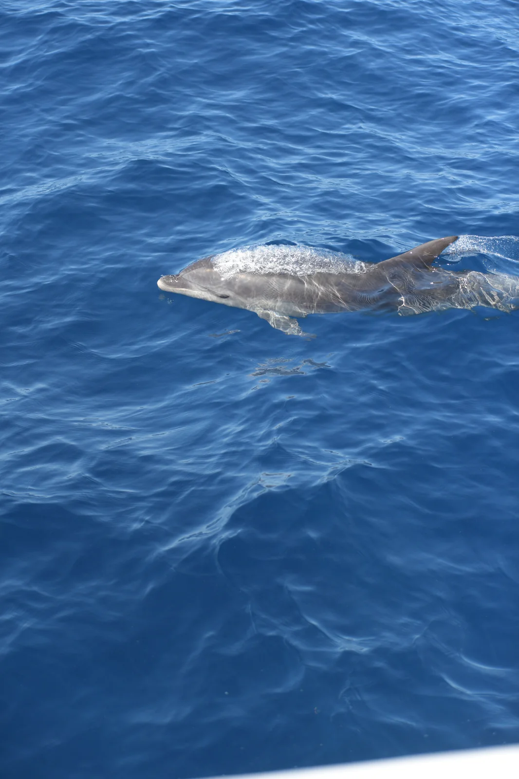 Dolphin alongside the boat