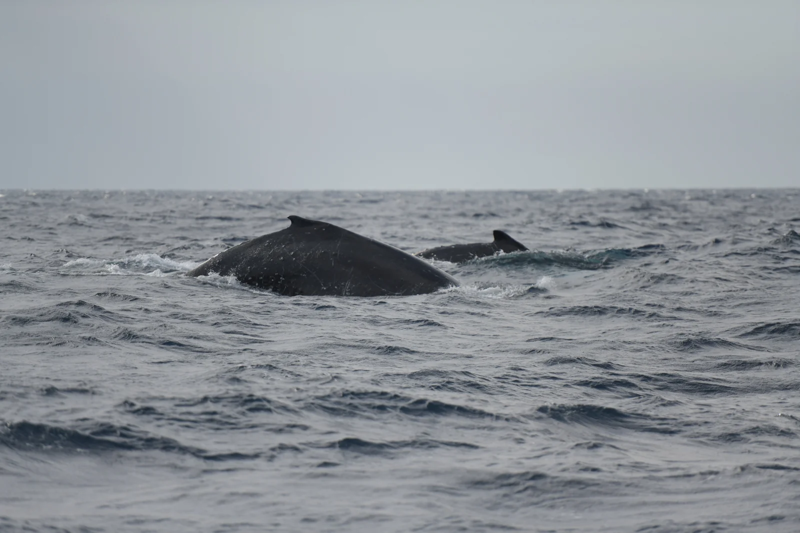 Part of the whale heat run - 2 humpbacks